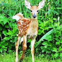 White-tailed Deer