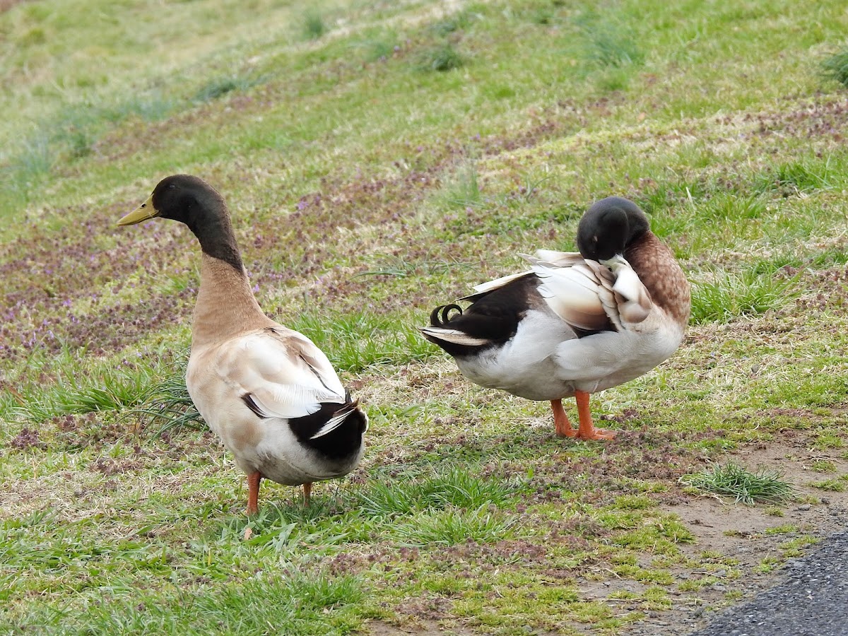 Domestic Ducks