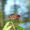 Red Saddlebags