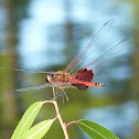 Red Saddlebags