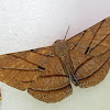 Dalima Geometer Moth