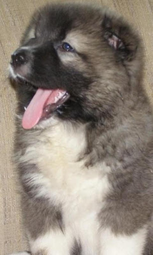 Caucasian Shepherd Dog