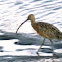 Long billed curlew