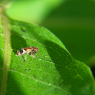 Checkered Beetle