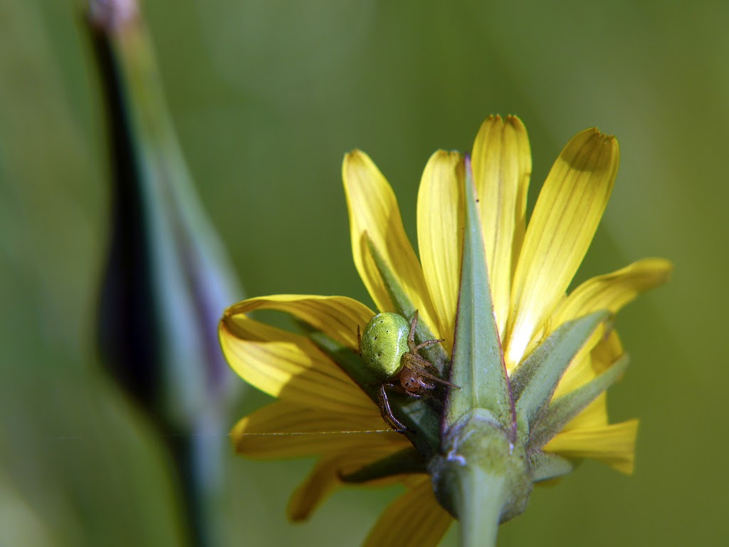 Concours photos mai 2021 "Macro Nature" XLNBVhhjcG_x3xVId-zCg_U7XYoEQ8Vg4MzNw4MJBgIuepLF-Lcv6ppsm87d5LutJqvMf-NddOxq_qECgGA3QMgdeM9uon5yARB_Ejkr81O3QaT8vaazza1AIqWym8vggNsGfVzTzOhP-Kbu9IjfH8NO3T2zOb9nzYLFEHzHP2aD0xhFle9lTyoT5DkDzy9GOSOmmpr0JSvtrB8OC70ovUKs-XkDCIHoKufqLixAy-n_SaQL85dZEtBR0zMDOCLkqmtKmSiwoy_PgSkXU4Jp483WOXc4o0IMMD1cvHK4Iui_TKktJZJtoJ3Ikkq-BxzIoG-Teg4a9ebsug52HrjTcP2oDtd4V_Ox2P9VFdcHY1i5cFyoa2vokR5Gv2W4JN6d5_7sMg910_occnTkjzu0pYgio7iXKzxBV4sBmqBArgM3XyEhaxHlDJ17tm_DqPdbLzWPf04Xl7UJpD_kOTUO4-TZuKAmZjZ5f83Tt457OmAD6wcDgHycbfKWzxonAHWPQ2sxHA6_HeoUWwxMeO2uI5inXKL4YsykWF1zF2jBNit4P5H3MxyuB7dhzxJp-3spl6FkaCDd7eYgGuLOI262qdnO0E-aZNP5KYimkpuVy7M9yZf_bedF-r2b9QGN58u-uJiHbMoiahgXewKoVmV76Ch-leYjh44OmzyA7RuSeveSyWWYyBlxXTFmrB6Vb3a_plAuvUf9iOnGQPb-auhRDvXm=s1024-no?authuser=0