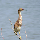 Indian Pond Heron