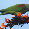 Alexandrine Parakeet