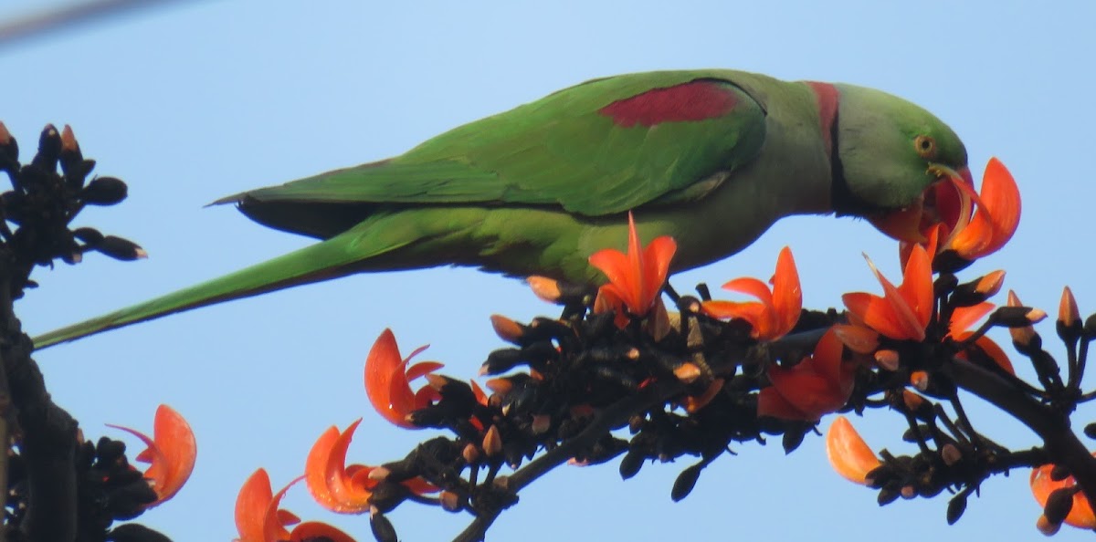 Alexandrine Parakeet