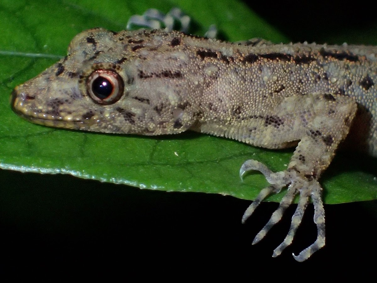 Titiwangsa Day Gecko