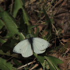 Green-Veined White