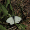 Green-Veined White