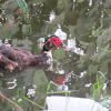 Muscovy Duck (wild)