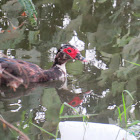 Muscovy Duck (wild)