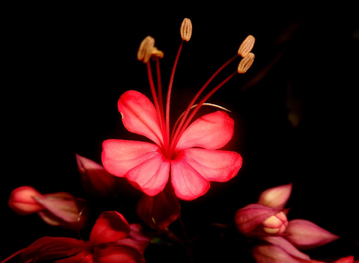 Clerodendron