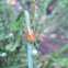 Orange Lynx spider