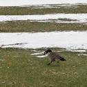 canada goose