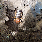 Jerusalem cricket