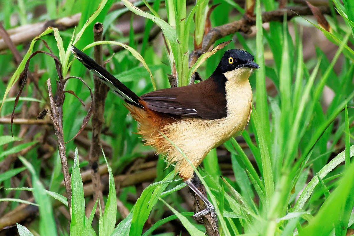 Japacanim (Black-capped donacobius)