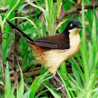 Japacanim (Black-capped donacobius)