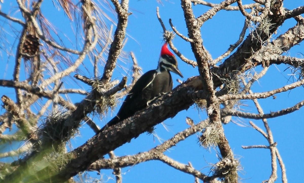 Pileated Woodpecker