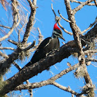 Pileated Woodpecker