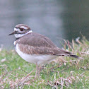 Killdeer