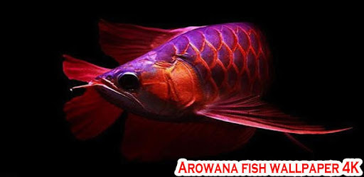 Arowana Fish Wallpaper 4k Google Play のアプリ