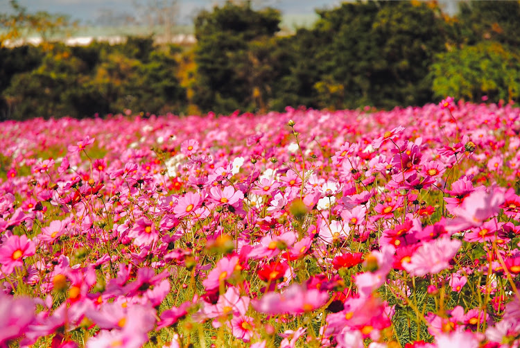 A5 スポーツバックのいつもいいね&コメントありがとうございます✨・写活の秋🍂・コスモス畑🌸・「蕎麦 さとう」🍤に関するカスタム事例の投稿画像9枚目