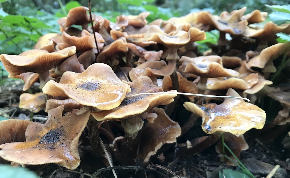 Honey Fungus