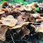 Honey Fungus