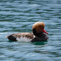 Pato colorado (Red-crested pochard)