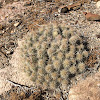 Mojave Mound Cactus