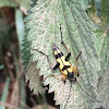 Spotted Longhorn