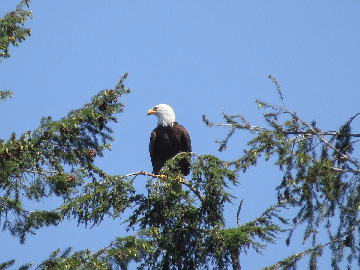 Bald Eagle