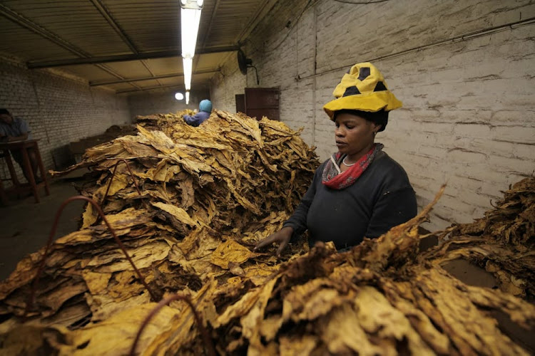 Limpopo Tobacco Processors, the biggest supplier of tobacco leaf to domestic buyers in SA, has also called for the ban to be lifted.