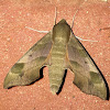 Virginia Creeper Moth