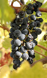 Grape Wallpaper