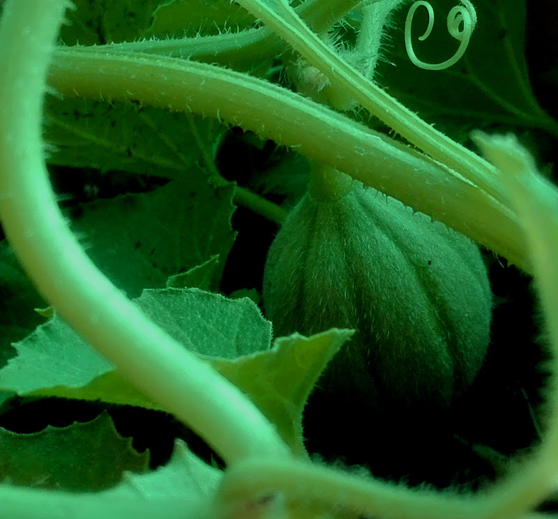 La nascita del Melone di Gerardo