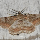 Geometridae moth