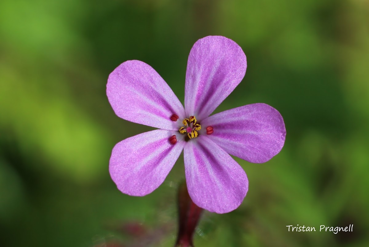 Herb-Robert