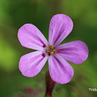 Herb-Robert