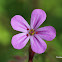 Herb-Robert