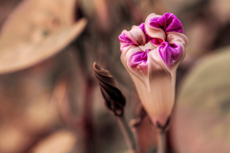 Curled petals di Giulia Breda