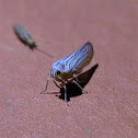 Planthopper