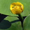 Yellow Water-lily