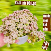 Sen Đá Kim Tuyến Đà Lạt Size Trung Bình Cây Cảnh Trang Trí Nhà Cửa Toro Garden