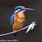 Common Kingfisher