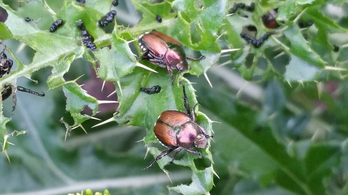 Japanese Beetle