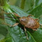 Nut or Acorn Weevil