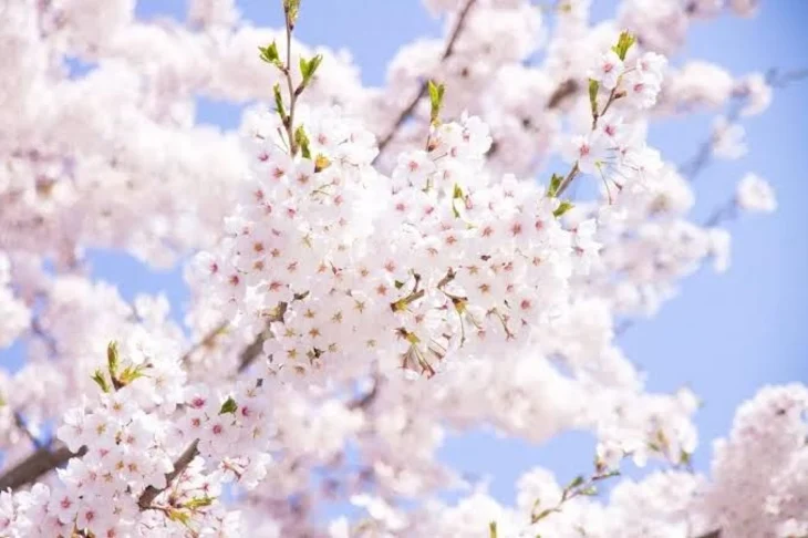 「桜と一緒に私は散る」のメインビジュアル